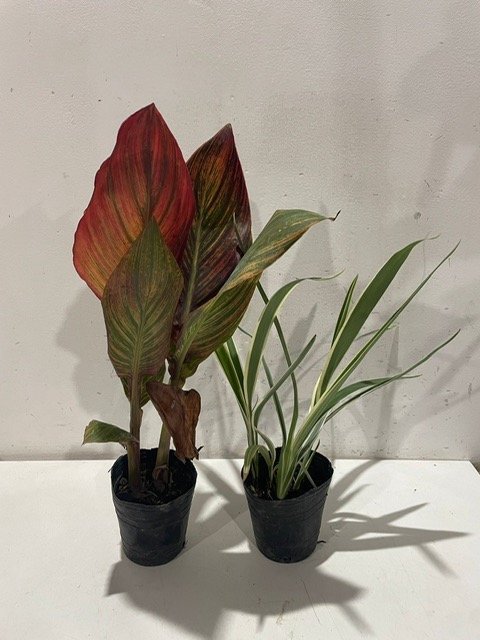 Lote anterior: Plantas en macetas de barro