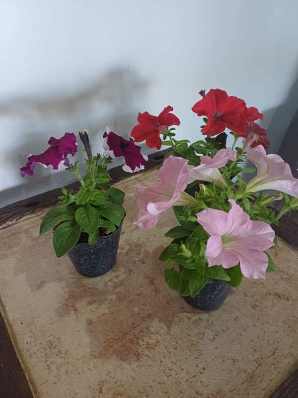 Item 852635 - Image 1