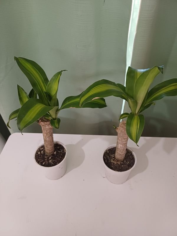 Item 848680 - Image 1