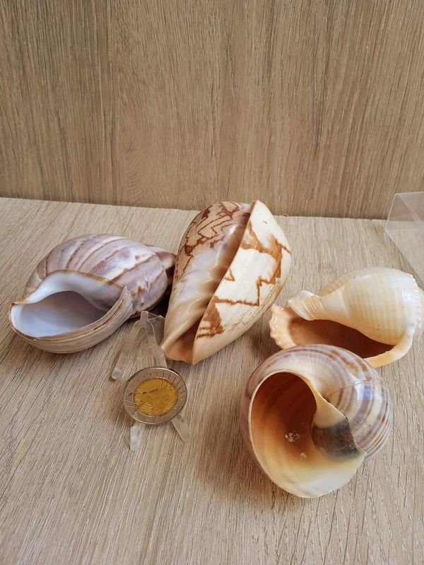 Item 884184 - Image 2