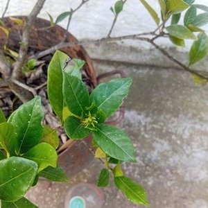 Jazmín del Cabo Injertado con Pimpollos - Planta Ornamental - imagen 8