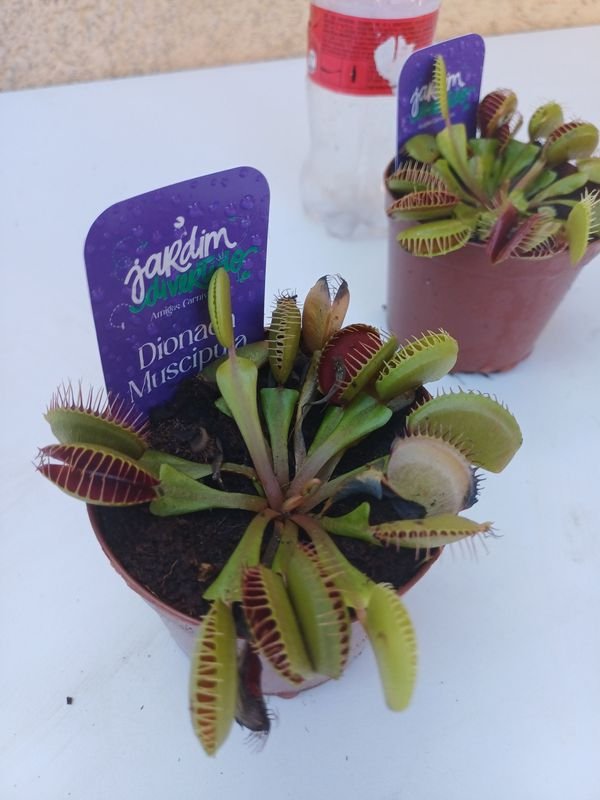 Item 901495 - Image 1