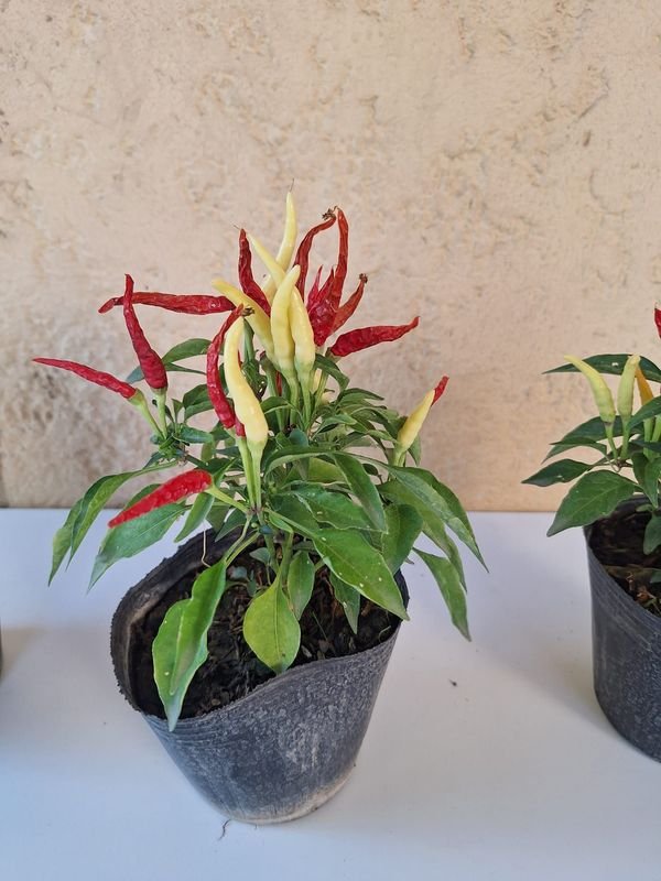 Item 870174 - Image 5