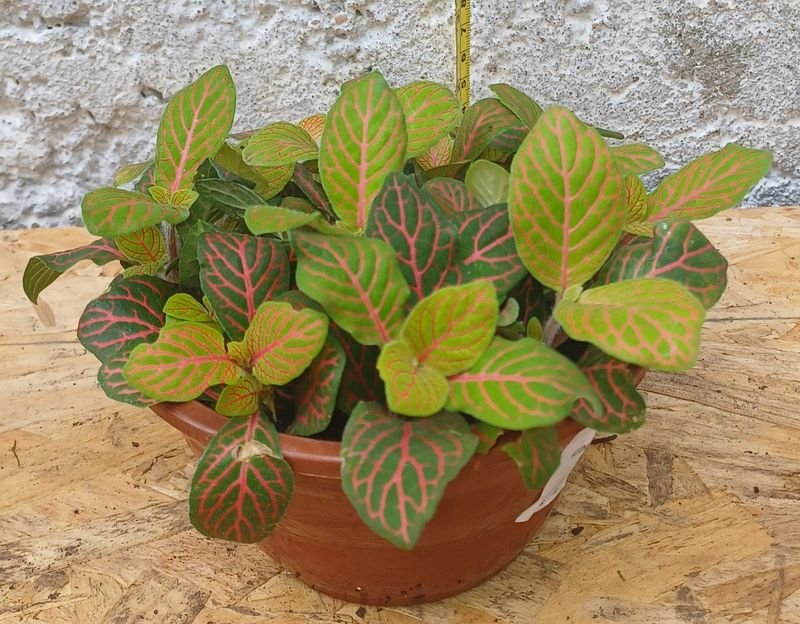 Fitonia planta con hojas variegadas - imagen 2