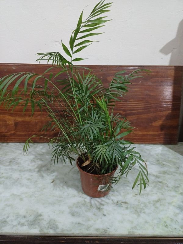 Item 852653 - Image 3