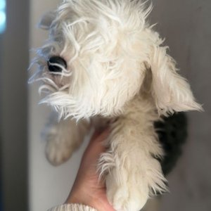 Peluche Perro Raza Bobtail - imagen 3