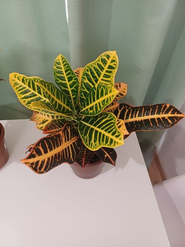 Item 852637 - Image 1