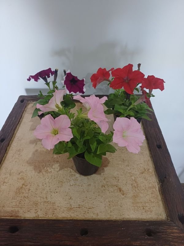 Item 852635 - Image 0