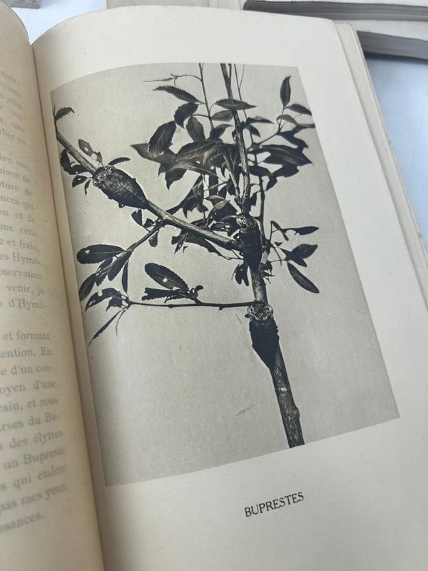 Item 924193 - Image 4