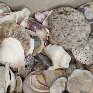 Caja con variedad de conchas marinas y piedras - imagen 4