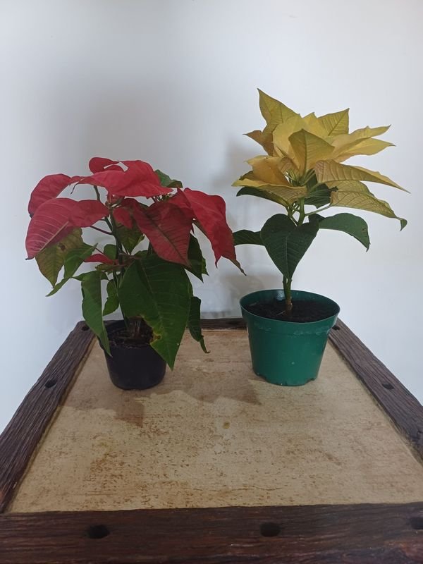 Item 852634 - Image 2