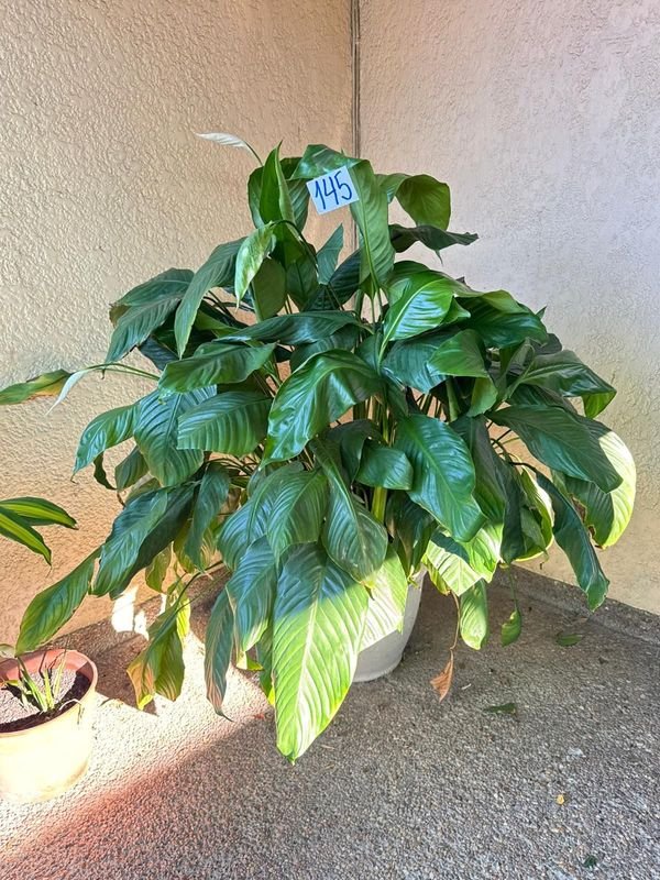 Item 892401 - Image 0