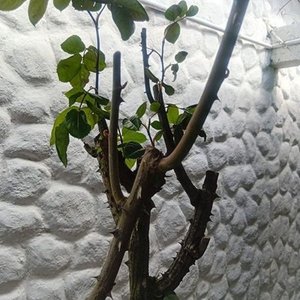 Rosal de Pie con Flores Rosadas y Capullos en Maceta de 2 Litros - imagen 5