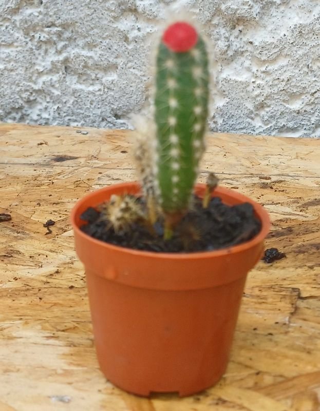 Item 929694 - Image 1