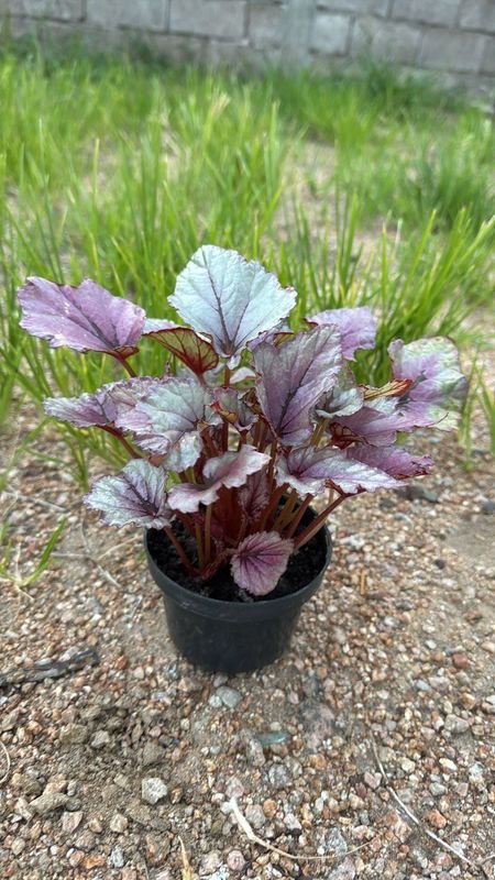 Begonia Rojiza - Planta en Maceta