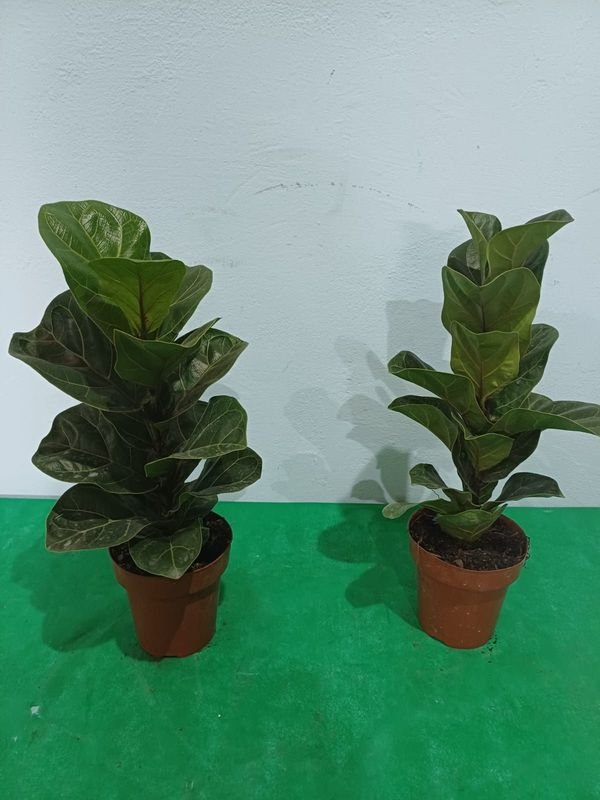 Item 848674 - Image 3