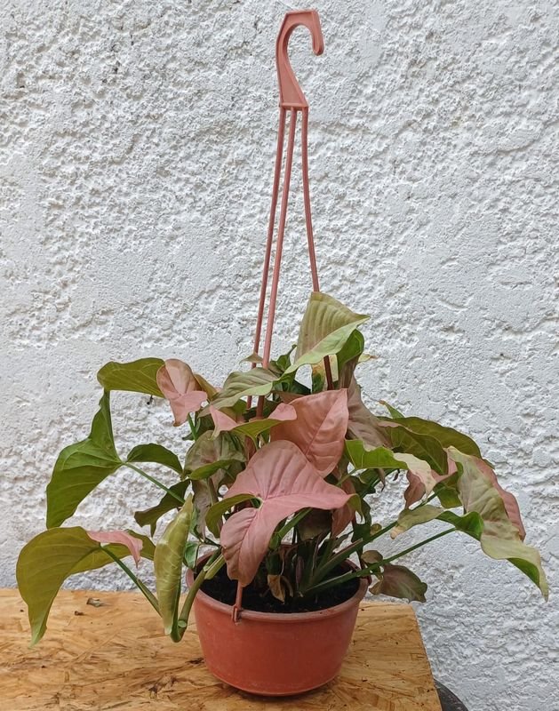 Item 929869 - Image 1