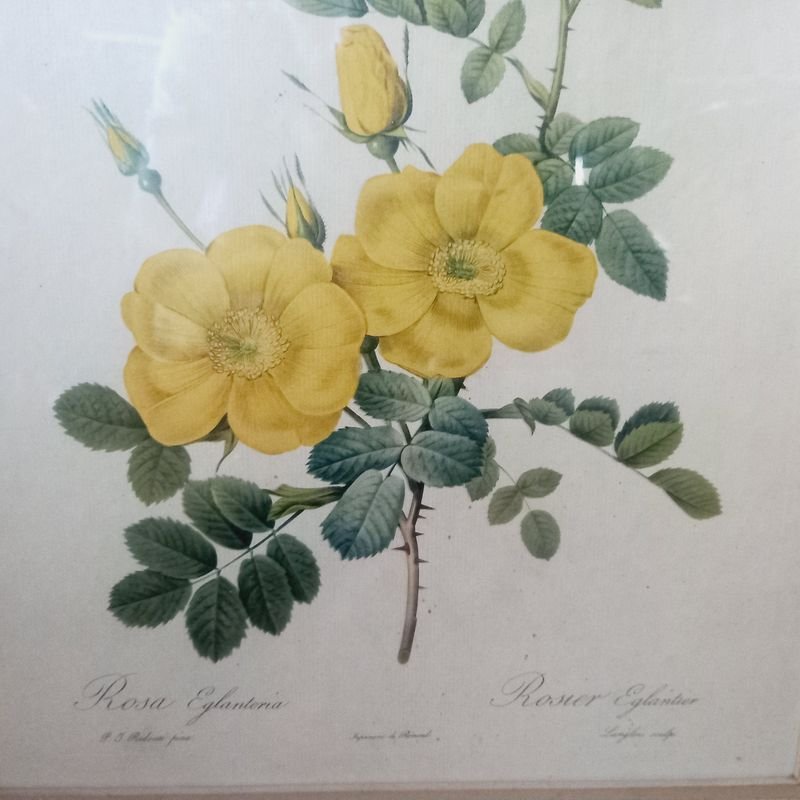 Cuadro de ilustración botánica en lámina: Rosa Eglanteria - imagen 3