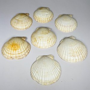 Lote siguiente: Siete coquillas grandes