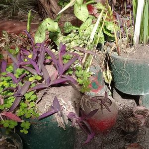 Lote de Macetas con y sin Plantas Variadas - imagen 3