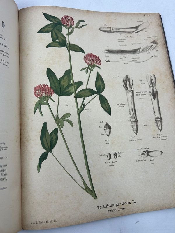 Manual técnico ilustrado de botánica aplicada - imagen 3