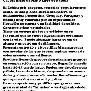 Cactus Erizo de Mar o Lirio de Pascua para Propagar - imagen 2