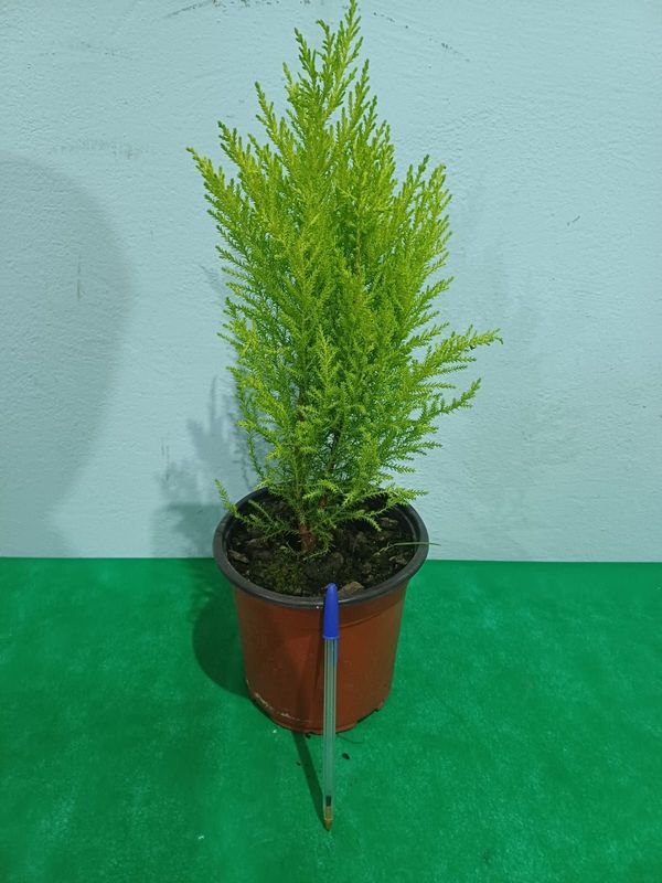 Item 848666 - Image 3