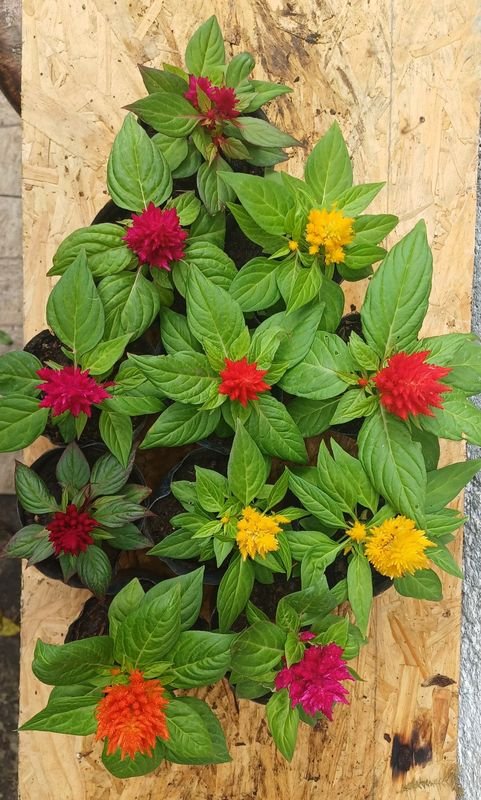 Item 929726 - Image 3