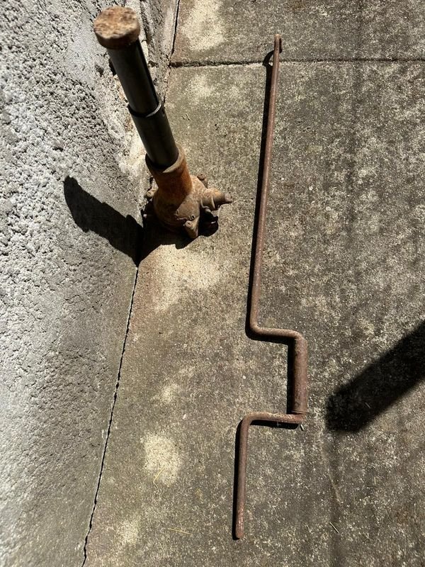 Gato tipo botella japonés en venta - imagen 2