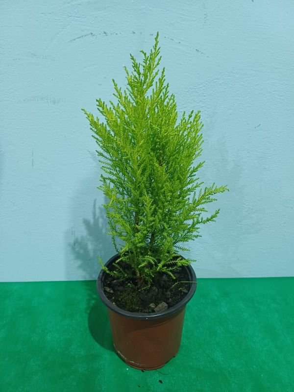 Item 848666 - Image 1