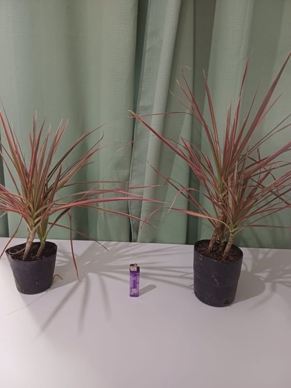 Item 848679 - Image 0