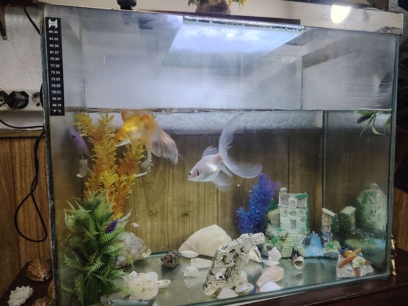 Item 925334 - Image 3