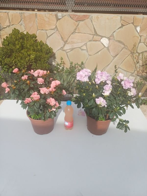 Item 929896 - Image 5