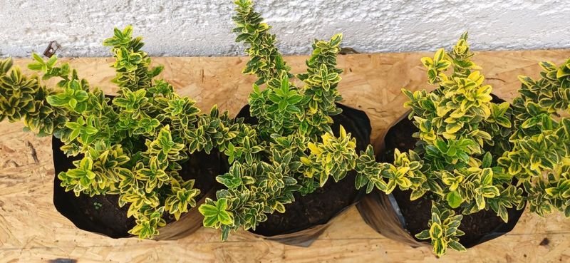 Planta en Maceta con Foliación Variegada - imagen 3