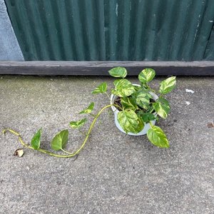 Lote anterior: Planta Decorativa Potos