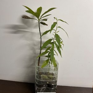 Lote anterior: Planta de Palta y Durazno en Maceta Casera