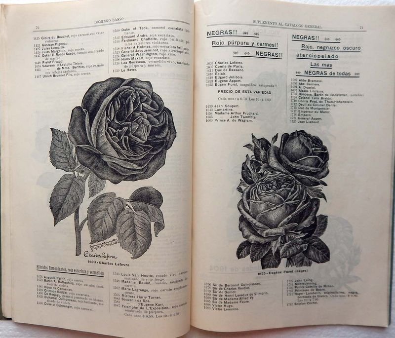 Catálogo de Árboles Frutales y Forestales del Domingo Basso - imagen 6