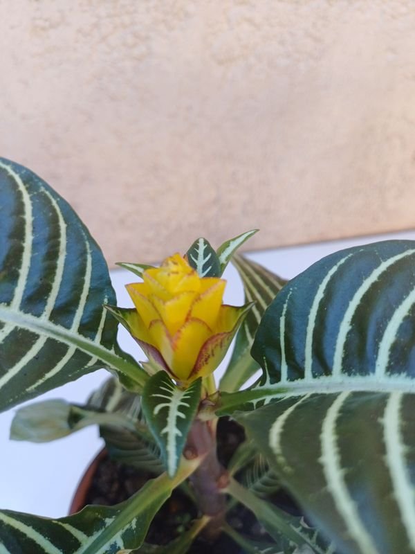 Item 901496 - Image 1