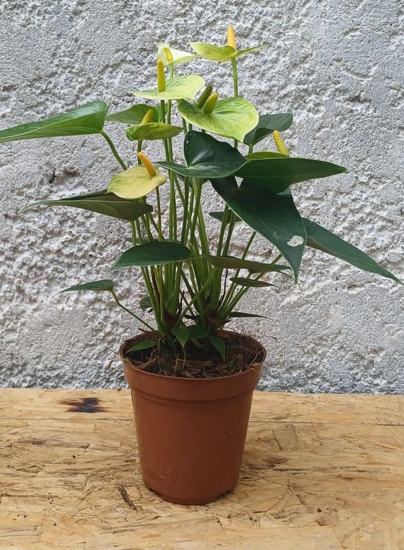 Planta de Anthurio en Maceta - imagen 2