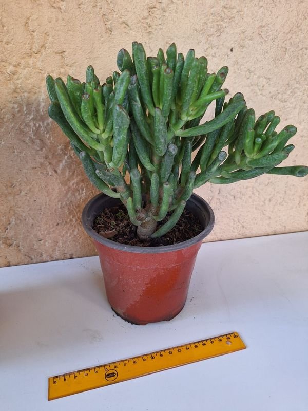 Item 870086 - Image 1