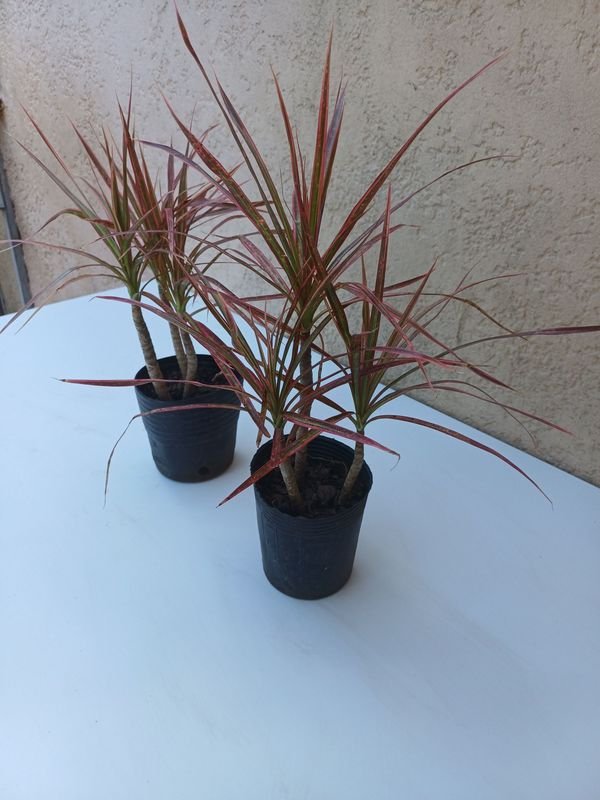 Item 894175 - Image 5