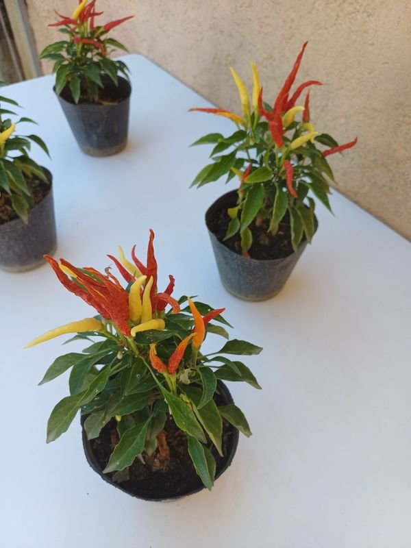 Pimientos de dos colores para jardinería - imagen 4