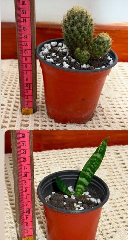 Miniatura de cactus y espada en miniatura