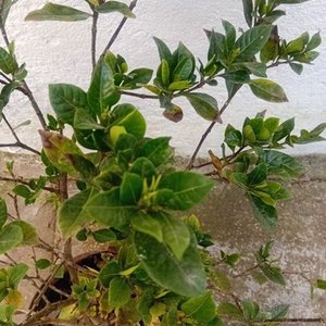 Jazmín del Cabo Injertado con Pimpollos - Planta Ornamental - imagen 4