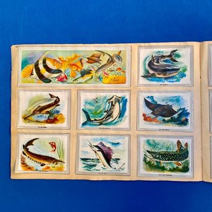 Álbum de Figuritas "Vida y Color" - Ciencias Naturales y Antropología - imagen 4