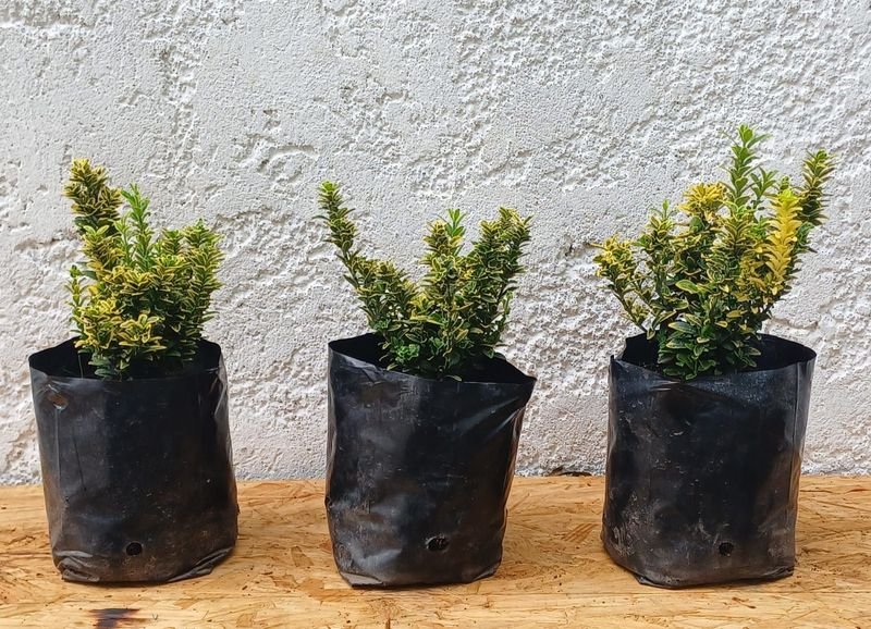 Item 929871 - Image 0