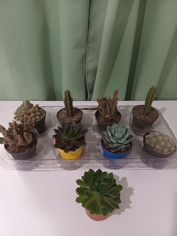 Item 852650 - Image 5