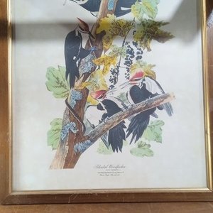 Lote siguiente: reproducción de la obra "Pileated Woodpecker" (Carpintero lomeado o carpintero negro americano) del naturalista y pintor John James Audubon, perteneciente a su célebre colección The Birds of America