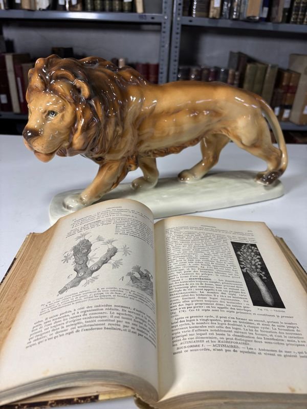 Libros de Zoología del Siglo XIX y Estatua de León - imagen 4