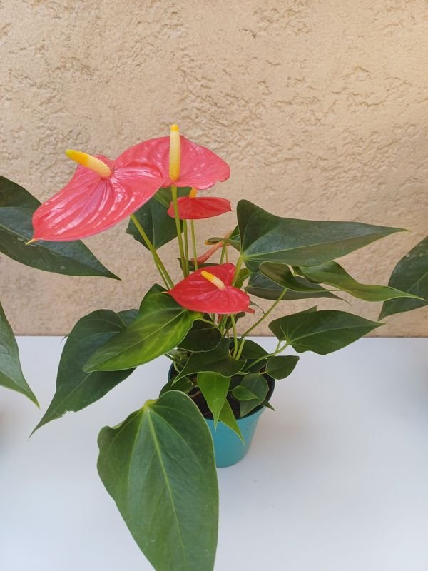 Plantas y flores en macetas - imagen 2